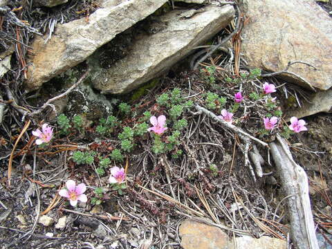 Image of Saxifraga oppositifolia subsp. paradoxa D. A. Webb