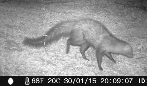 Image of White-tailed Mongoose