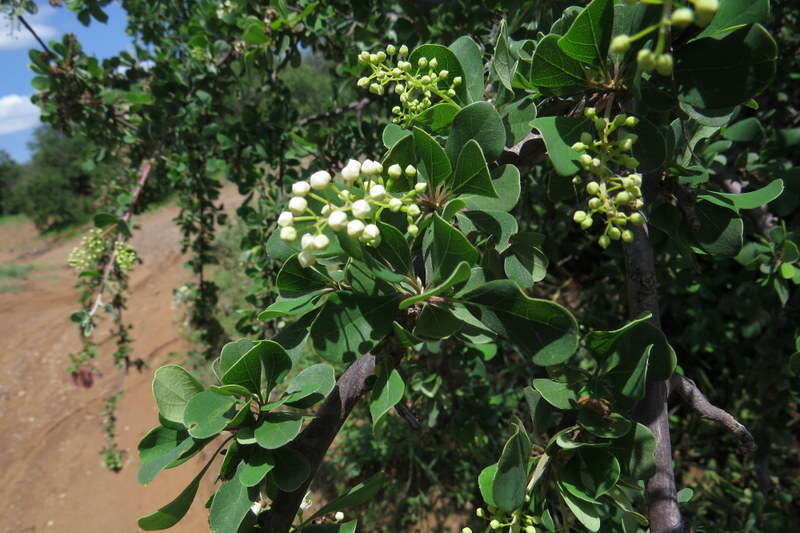 Image of Purple-pod cluster-leaf