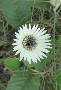 Image de Gerbera ambigua (Cass.) Sch. Bip.