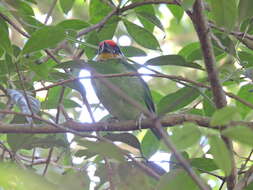 Image of Golden-throated Barbet