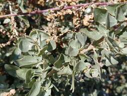 Image of saltbush