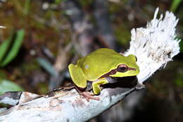 Image of Pine Barrens Treefrog