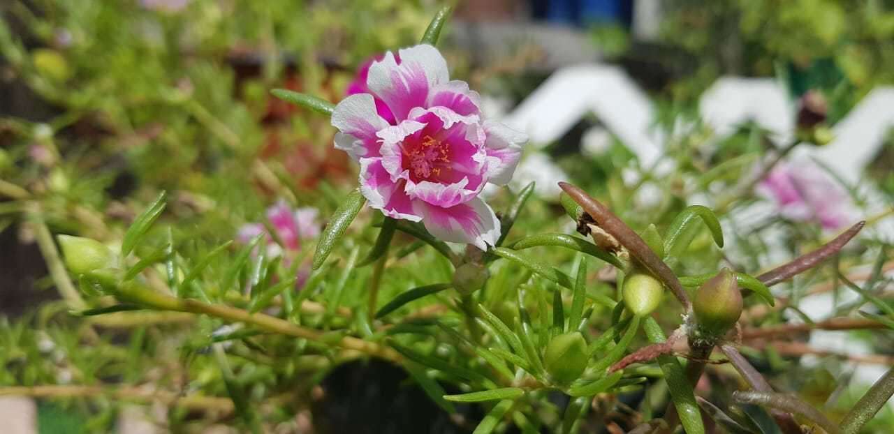 Image of Moss-rose Purslane