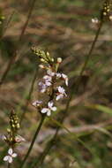 Image of Stylidium graminifolium Sw. ex Willd.