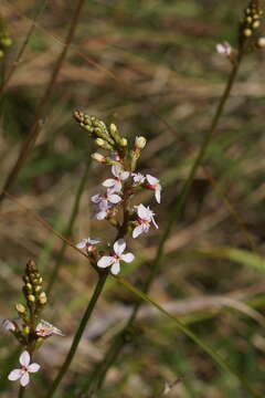 Image de Stylidium graminifolium Sw. ex Willd.