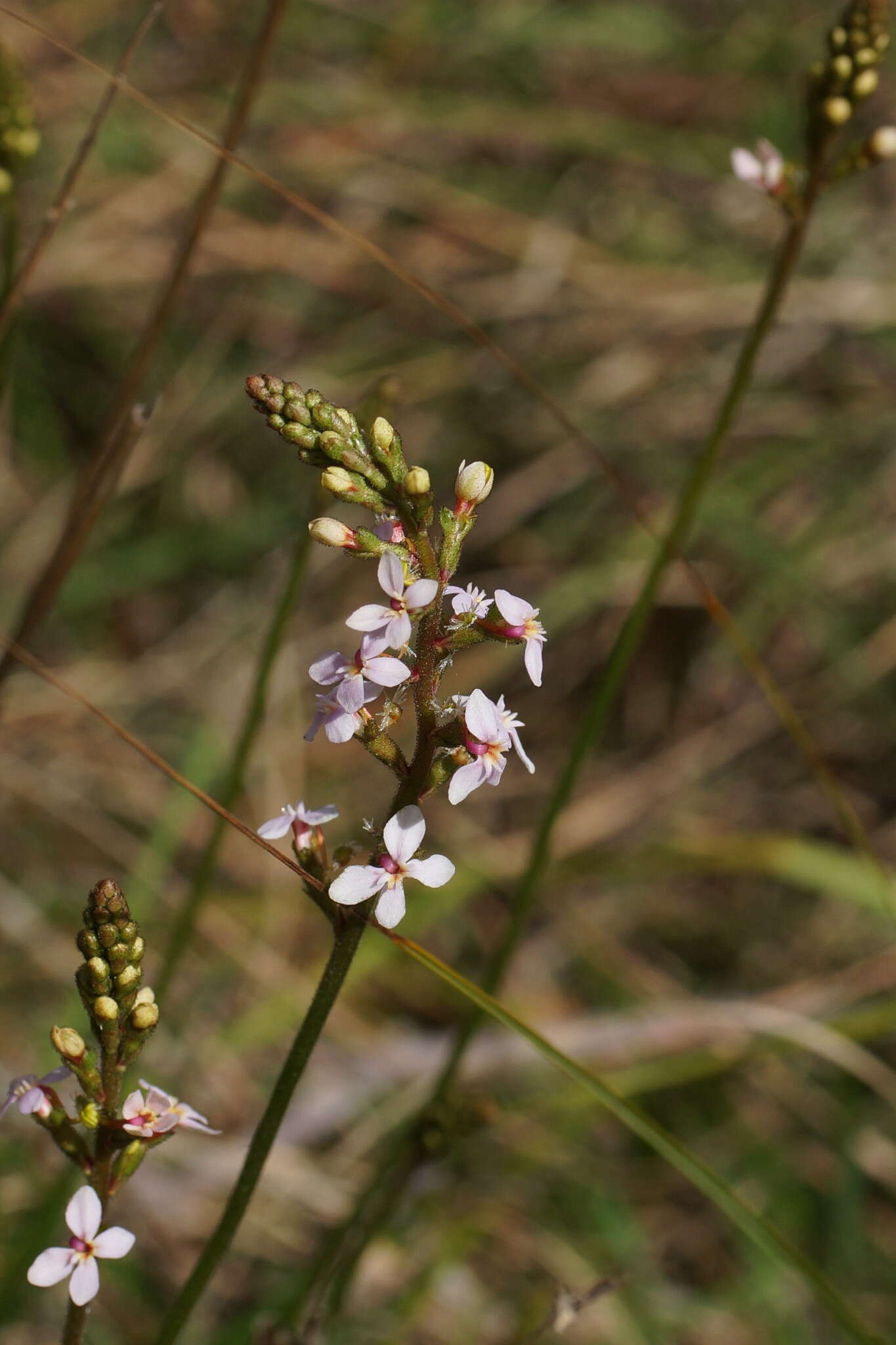 Image of Stylidium graminifolium Sw. ex Willd.