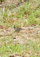 Image of Junco hyemalis dorsalis Henry 1858