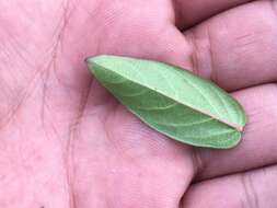 Image of Mandevilla mexicana (Müll. Arg.) R. E. Woodson