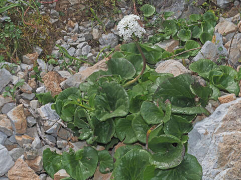 Image of Valeriana asarifolia Dufresne