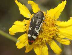 Image of Acmaeodera amabilis Horn 1878