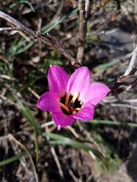 Image of Rhodophiala andicola (Poepp.) Traub