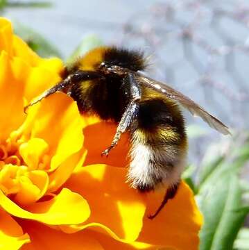 Image of Vestal cuckoo bee