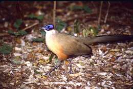 Image of Giant Coua