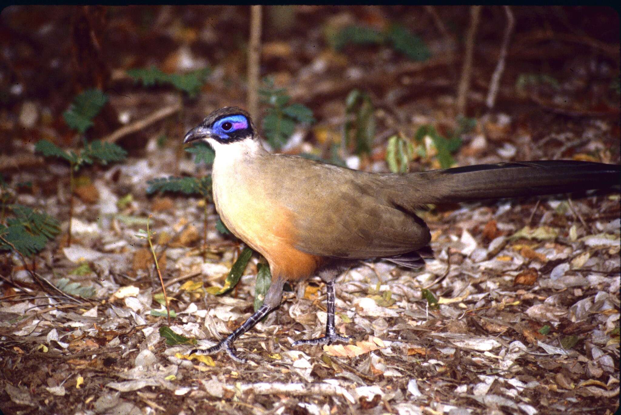 Image of Giant Coua