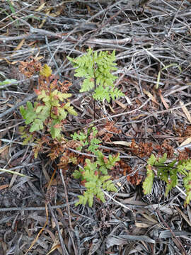 Image of Cheilanthes capensis (Thunb.) Sw.