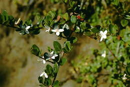 Myrteola nummularia (Poir.) O. Berg resmi