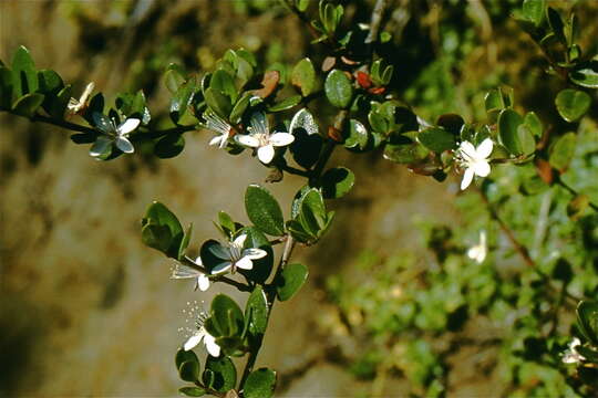 Image de Myrteola nummularia (Poir.) O. Berg