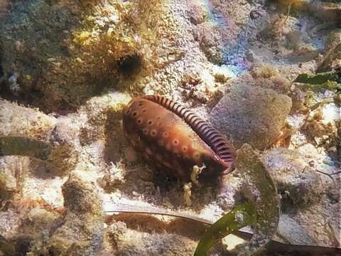 Image of measled cowrie