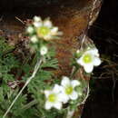 Слика од Saxifraga pentadactylis Lapeyr.