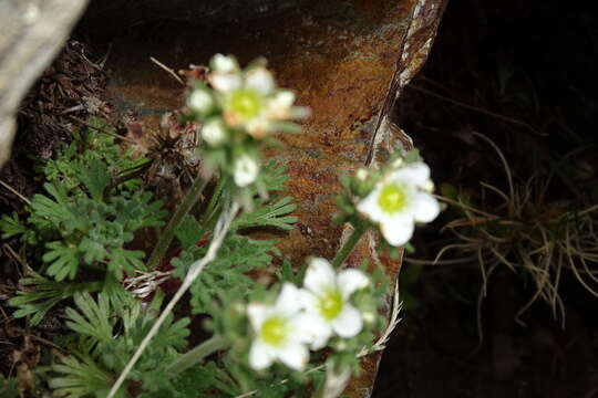 Слика од Saxifraga pentadactylis Lapeyr.