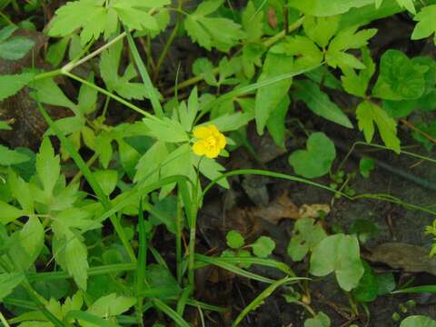 Ranunculus hispidus var. nitidus (Ell.) T. Duncan的圖片