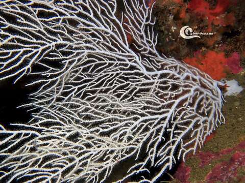 Image of Broad Sea Fan