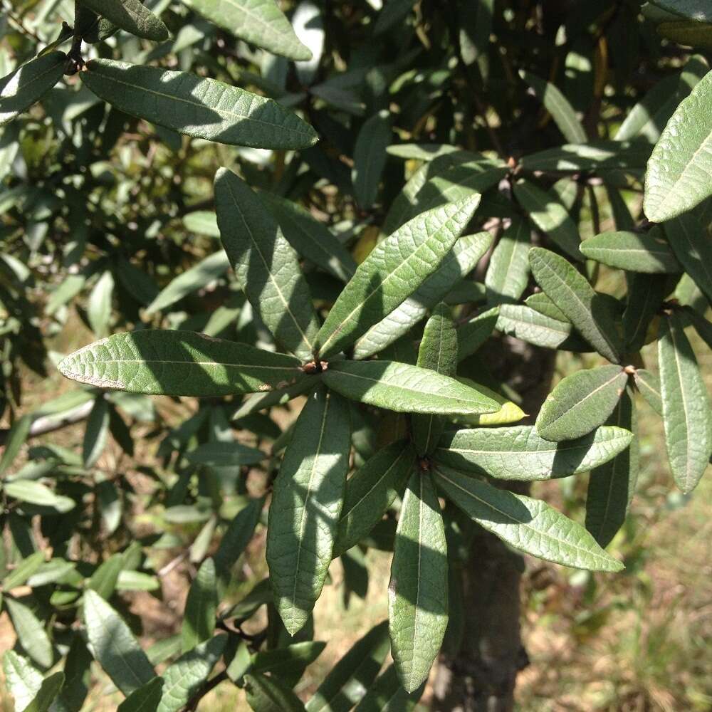 Image of Quercus crassipes Bonpl.