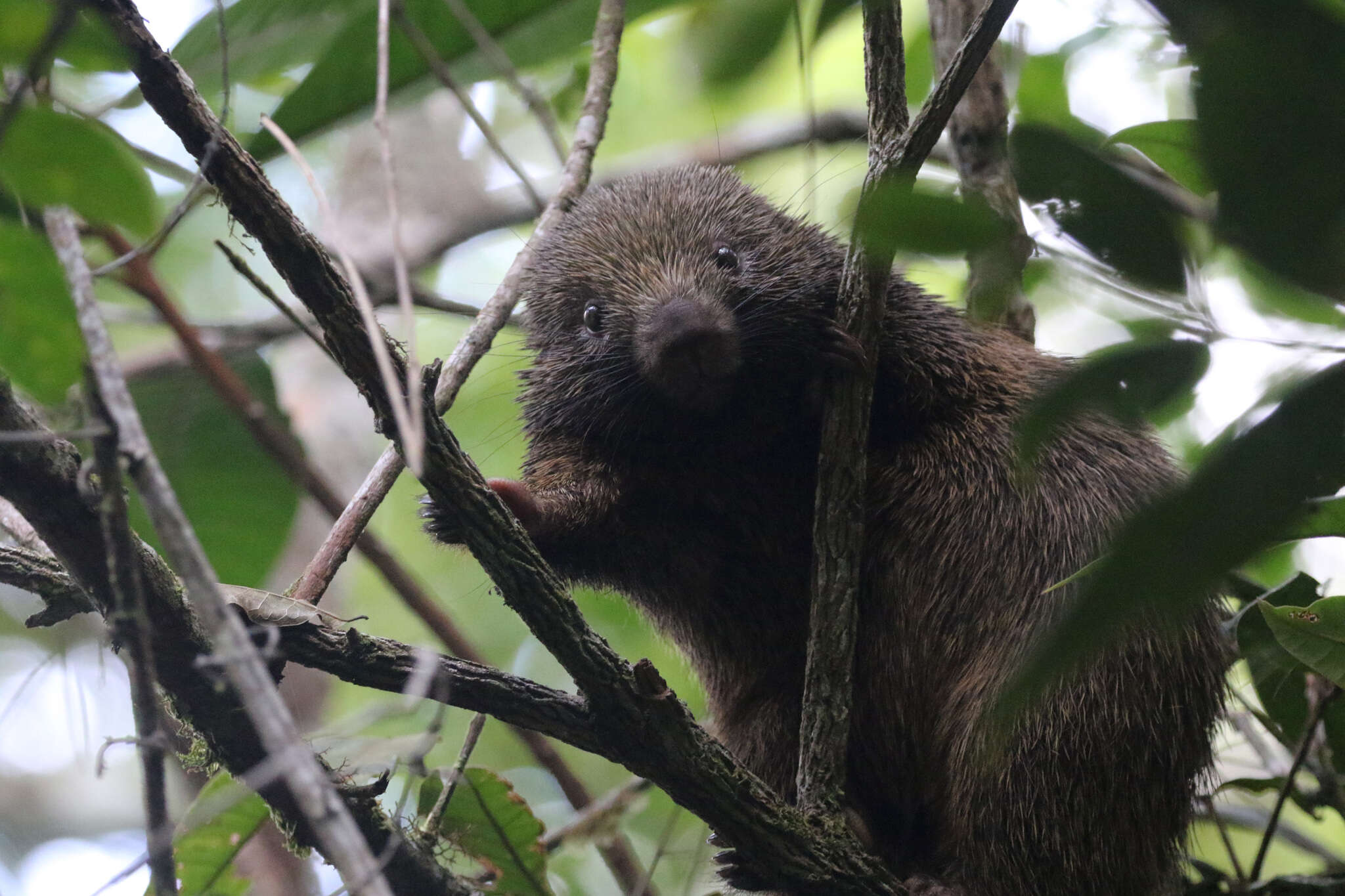 Image of Bristle-spined Porcupine