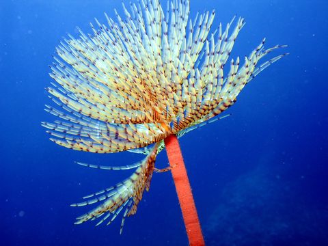 Image of European fan-worm