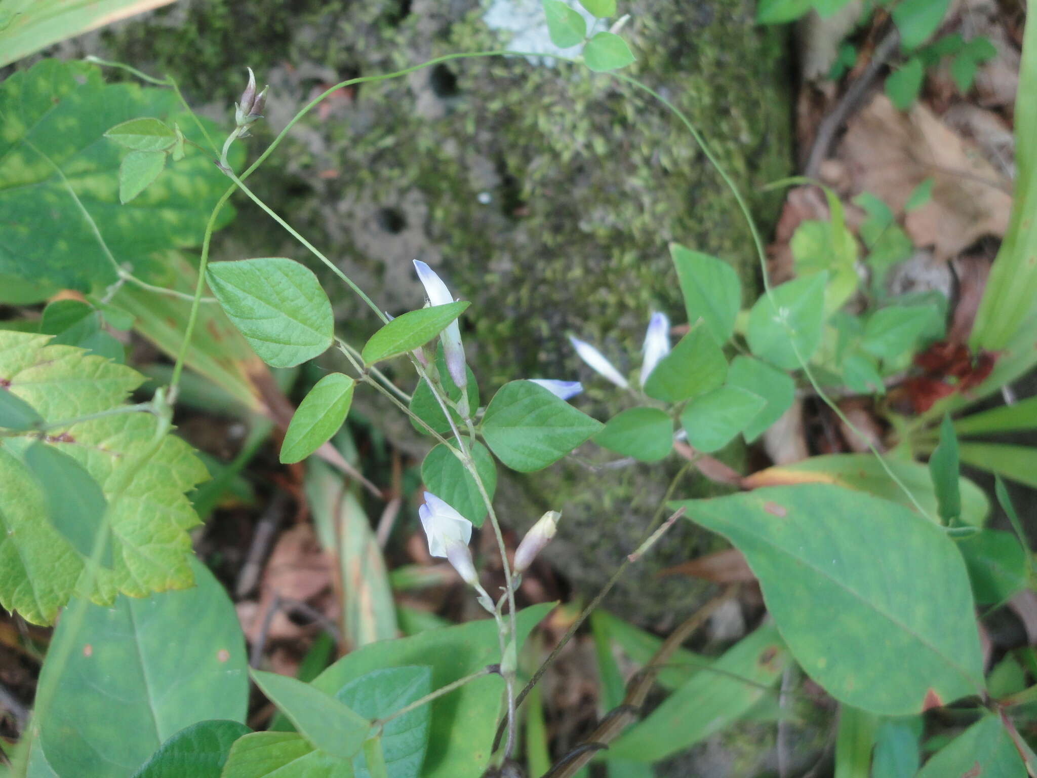 Image of Amphicarpaea bracteata subsp. edgeworthii (Benth.) H. Ohashi