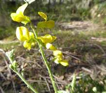 Image of Sophora fraseri Benth.