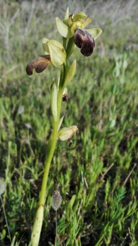 Image of Dark bee orchid