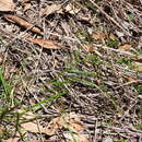 Image of Jasminum simplicifolium subsp. suavissimum (Lindl.) P. S. Green