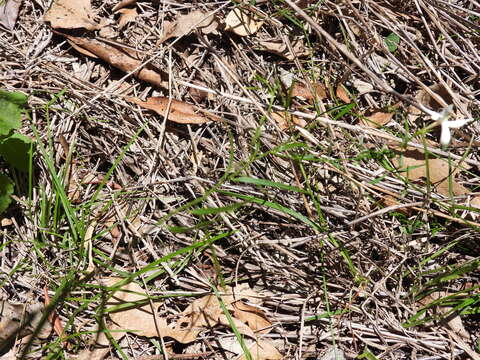 Imagem de Jasminum simplicifolium subsp. suavissimum (Lindl.) P. S. Green