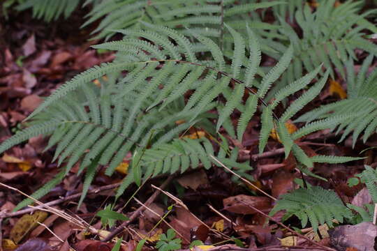 Plancia ëd Christella acuminata (Houtt.) Holtt.