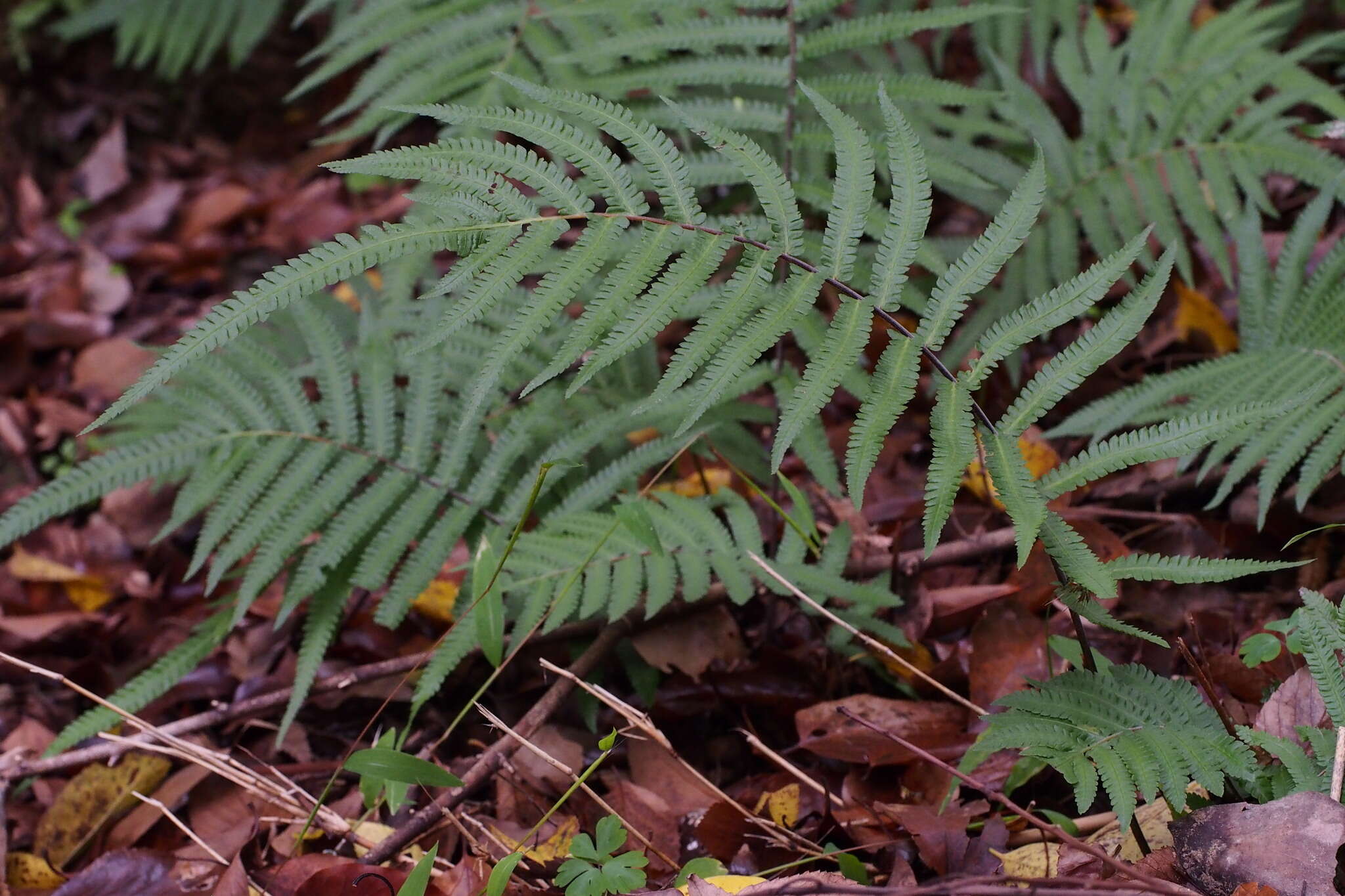 Image of Christella acuminata (Houtt.) Holtt.