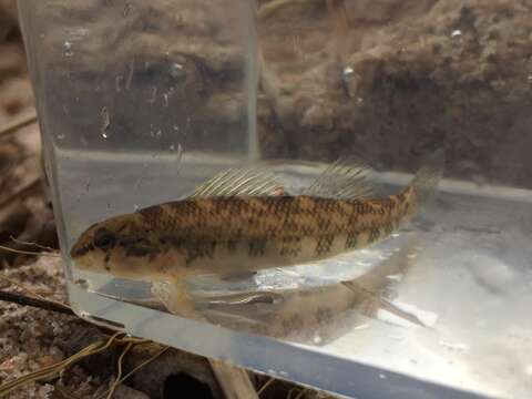 Image of Tallapoosa darter