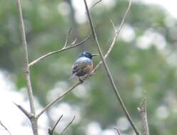 Image of Ruwenzori Double-collared Sunbird