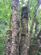 Image of Black birch