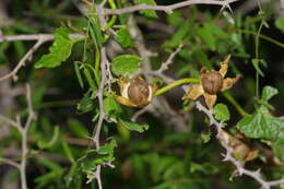 Image de Ipomoea rupicola House