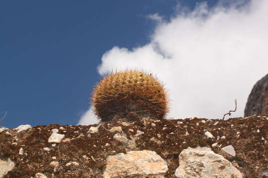 Image of Oroya peruviana (K. Schum.) Britton & Rose