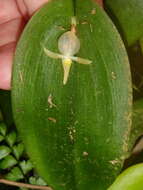 Imagem de Pleurothallis apopsis Luer