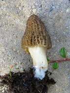 Image of Morchella importuna M. Kuo, O'Donnell & T. J. Volk 2012