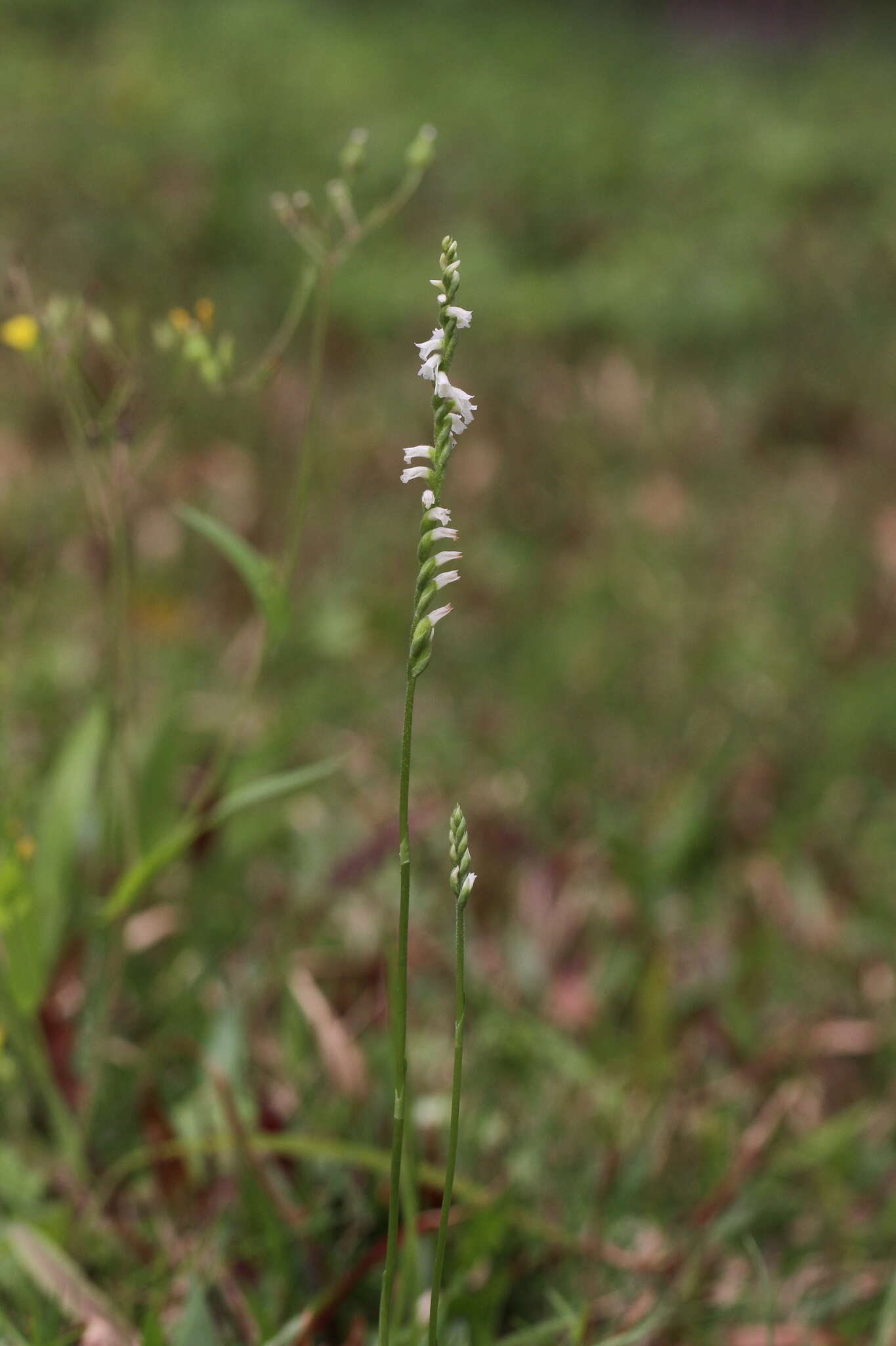 Image of Spiranthes hongkongensis S. Y. Hu & Barretto