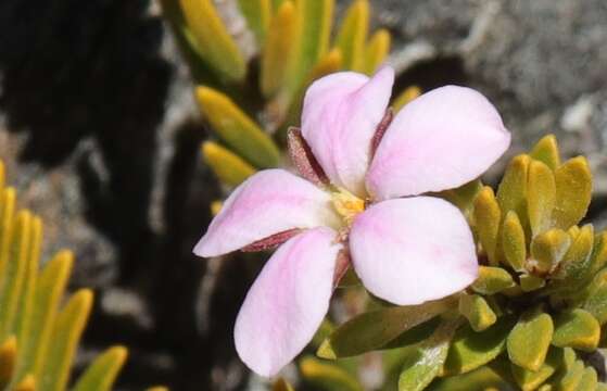 Image of Acmadenia rupicola I. Williams