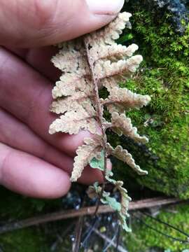 Image de Myriopteris tomentosa (Link) Fée