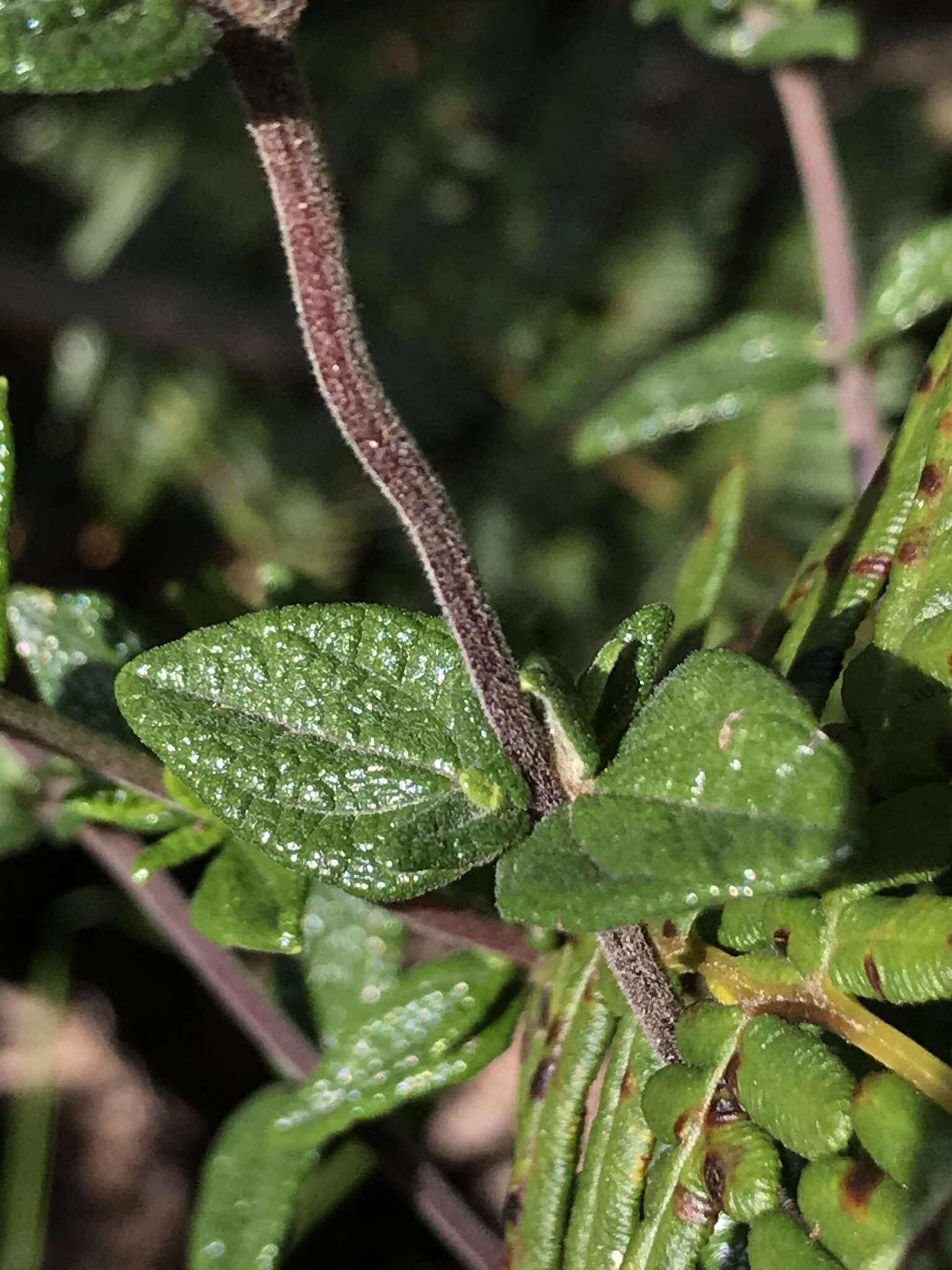 Image of Chromolaena bullata (Klatt) R. King & H. Rob.