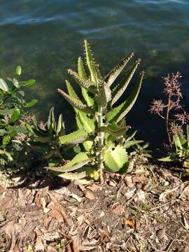 Image of devil's backbone