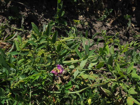 Image of Lathyrus incurvus (Roth) Willd.